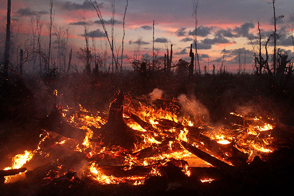 Sepanjang 2019, 9.094,75 Hektare Lahan Terbakar di Riau, Rohil dan Bengkalis Paling Luas