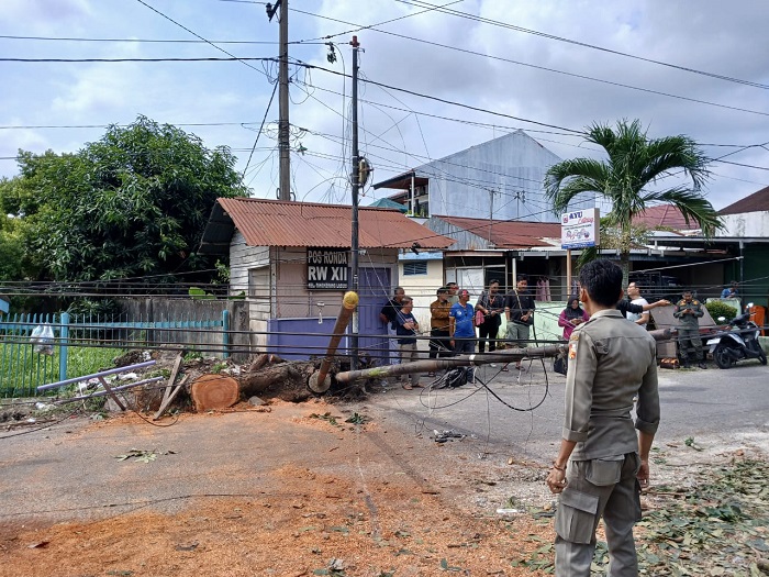 Belasan Jam Tumbang, Plt. Sekda Pekanbaru Sampai Turun Evakuasi Kabel  Internet di Jalan Rindang