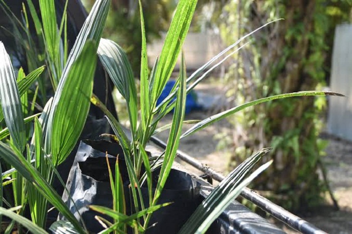 Terkait Masalah Kebun Kurma, PT KKI Komitmen Selesaikan Pekerjaan Sesuai kesepakatan dengan Nasabah
