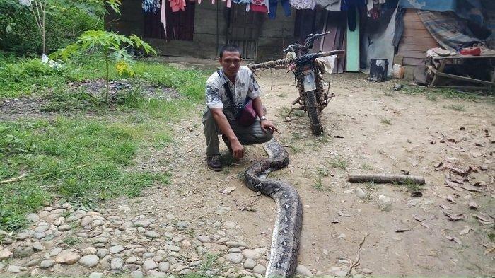 Ngeri! Ini Kisah Supriadi Selamatkan Istri Tercinta dari Lilitan Ular Piton Sepanjang 6 Meter