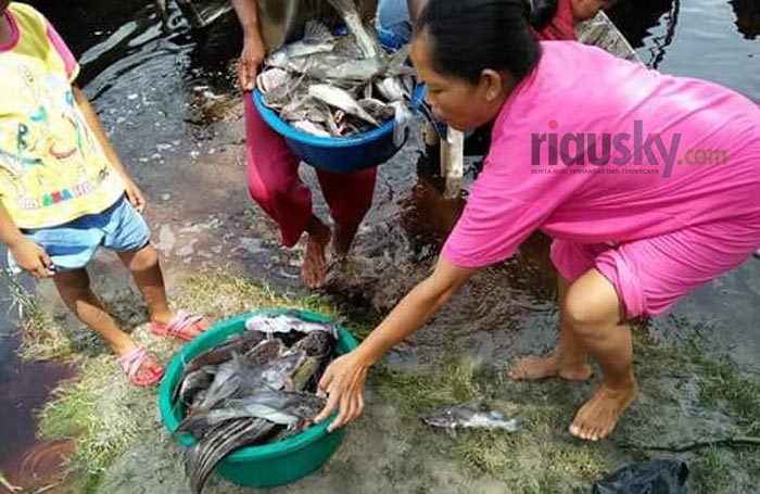 Ini Penampakan Matinya Ikan-ikan di Keramba Milik Warga Pelalawan yang Diduga karena Limbah PT RAPP