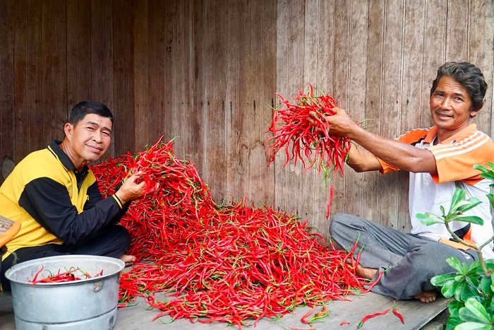 Buah Kolaborasi Bangun kemandirian Ekonomi dan Pangan, Kelompok Tani Asa Baru Sungai Apit  Panen Cabai Merah