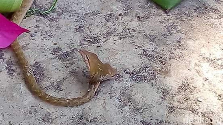 Geger! Muncul Ular Berkepala 2 di Kuburan Angker, Pertanda Apa?
