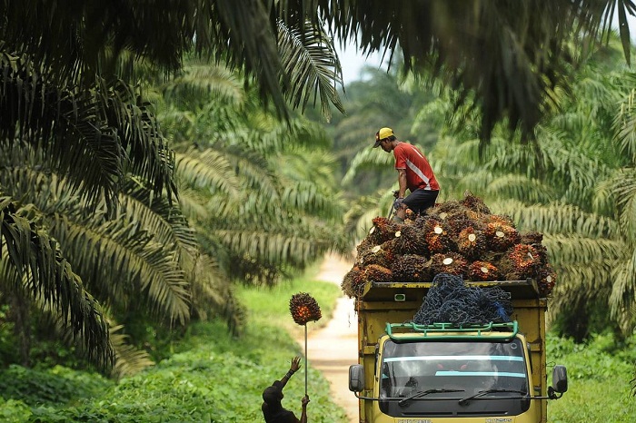 Selama 2021, Industri Sawit Diperkirakan Terus Bertumbuh