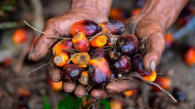 Naik Lagi, Harga TBS Sawit Kini Sudah Rp2.551 Per Kilogram