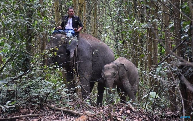 MALANG...Terkena Jeratan Babi, Kaki Anak Gajah di Siak Terluka
