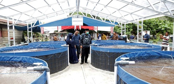 Bisa Raup Rp100 Juta Tiap Panen, Alfedri Optimis Kolam Bioflok di Kandis Bisa Dukung Ekonomi Anggota Koperasi Selama Pandemi