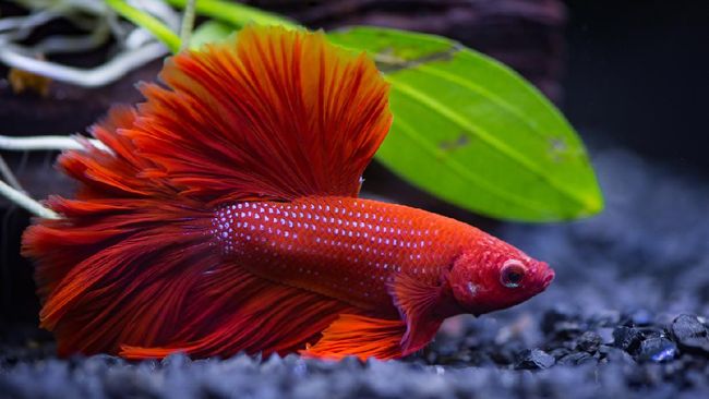 Dari Ikan Cupang hingga Janda Bolong, Inilah Daftar Bisnis yang Ngetren Sepanjang 2020