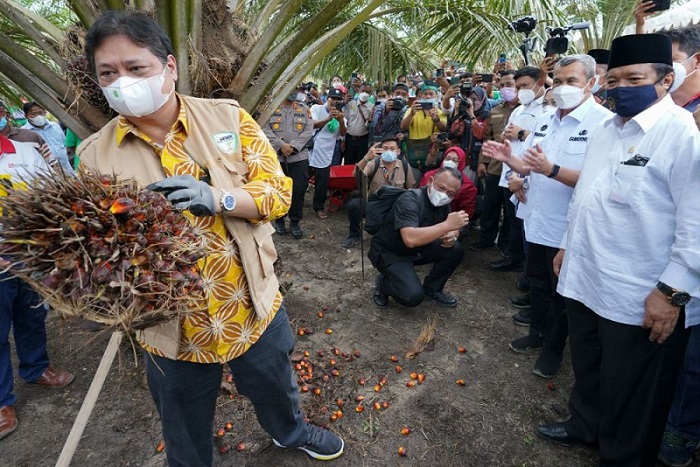 Tahun 2019 Hanya Seribuan, di 2021 Manjadi Rp3.500 Per Kilo, Ini Kata Airlangga Hartarto Soal Prospek Sawit