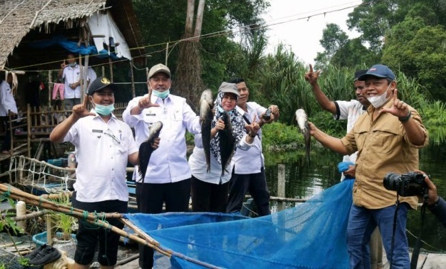 HEBAT... Bupati Siak Panen 300 Kilo Ikan Tapah dan  400 Kilo Toman  di Taman Nasional Zamrud