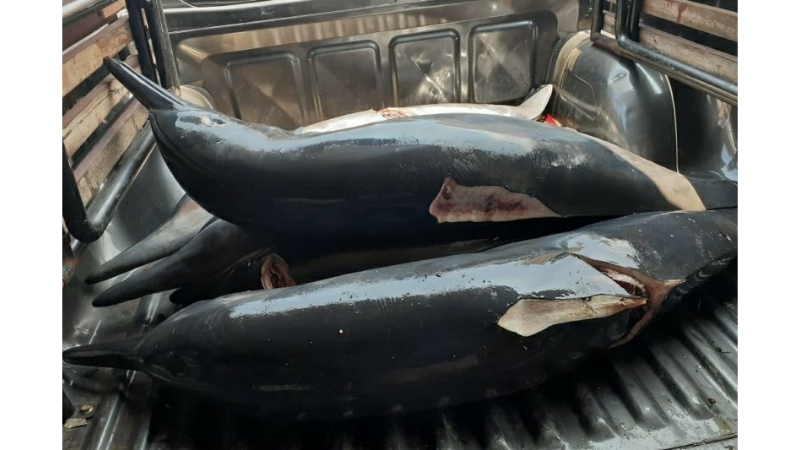 Dibekuk Polisi, Sunar bin Seri Jadi Tersangka karena Tangkap, Bunuh dan Menjual Ikan Lumba-Lumba