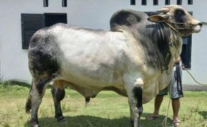 Riau kembali Dapat  Bantuan Sapi Kurban  dari  Presiden