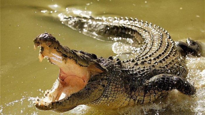 Heroik! Gadis 11 Tahun Nekat Cungkil Mata Buaya yang Gigit Temannya Saat Mandi di Sungai