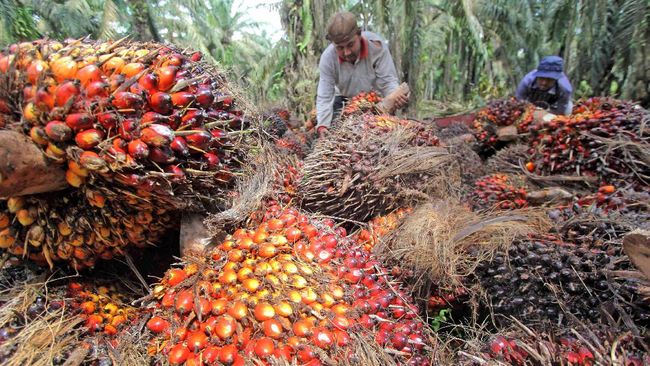 Aksi Pemblokiran AS Bakal Tekan Lebih dari 32.000 Petani Sawit
