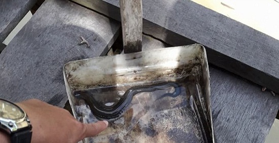 Bukan Ikan, Bukan belut, Tiba-tiba Muncul di Sungai, Warga Bilang Binatang Ini Sebagai....