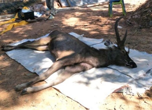 Kasihan! Temukan Rusa Mati, Saat Perut Dibelah Isinya 7 kg Sampah Plastik
