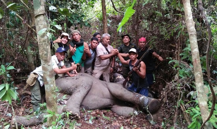 Kena Jeratan Babi, Kaki Anak Gajah di Minas-Riau Terluka Parah