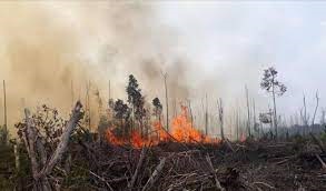 Waduh! Baru di Awal Tahun Sudah 4 Kabupaten dan Kota di Riau Lapor Terjadi Karhutla