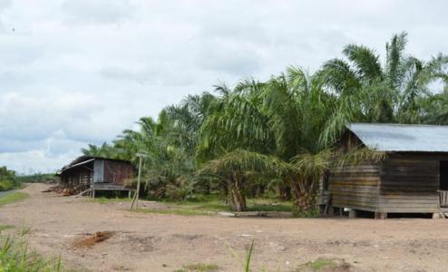 HEBAT...Ribuan Hektar Hutan Produksi Terbatas di Rupat Bisa Disulap Jadi Kebun Sawit