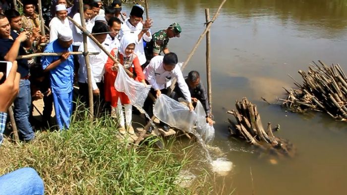 Pemkab Rohul Bersama PT EMA Tabur 100 Ribu Benih Ikan Baung dan Patin di Sungai Rokan
