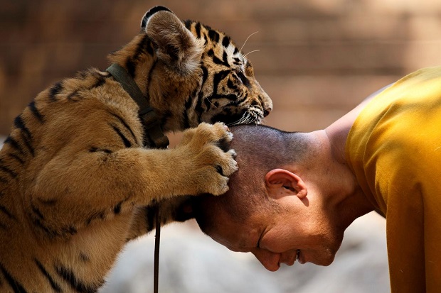 Nahas! Usai Disita dari Kuil Terkenal di Thailand, 86 dari 147 Ekor Harimau Malah Mati