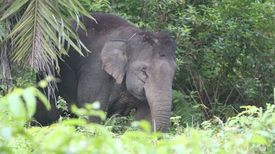 Terpisah dari Kawanan, Seekor Gajah Jantan Dewasa Rusak Kebun Warga Kelayang