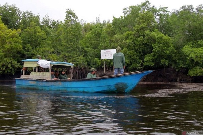 HEBAT! Laju Kerusakan Hutan Mangrove di Teluk Pambang Turun Drastis Hingga 96 Persen