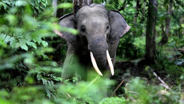 Puluhan Gajah Masuk Kampung di Gunung Melintang, Kebun Warga Porak Poranda