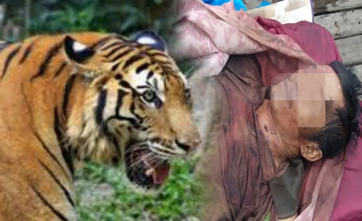 Harimau Kembali Mengamuk di Tanjung Simpang, Pencari Kayu Tewas Dicabik, Lehernya Sampai Patah