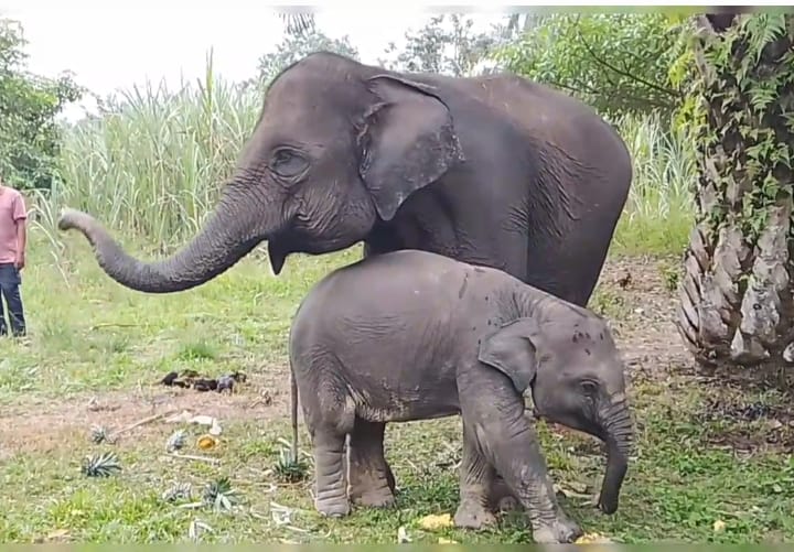 Tiga Gajah Sumatera Berita Mati, Keberlangsungan Populasi Terancam...
