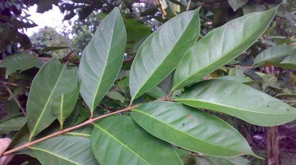 5 Rebusan Daun Ini Baik untuk Menurunkan Kolestrol, Di antaranya...
