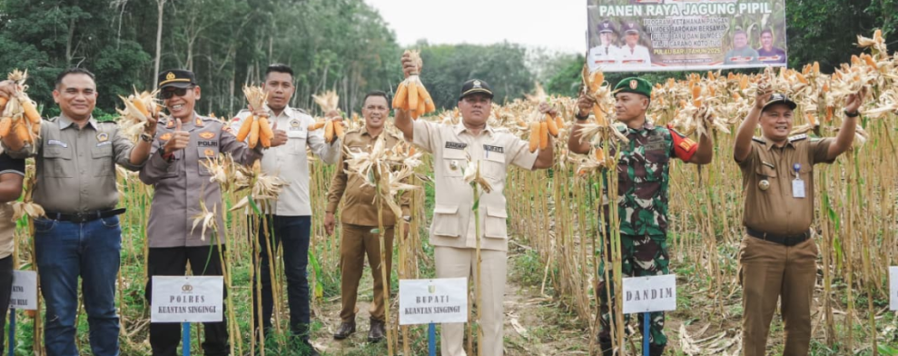 Bupati Kuansing Panen Raya Jagung Pipil Desa Koto Tuo dan Pulau Baru
