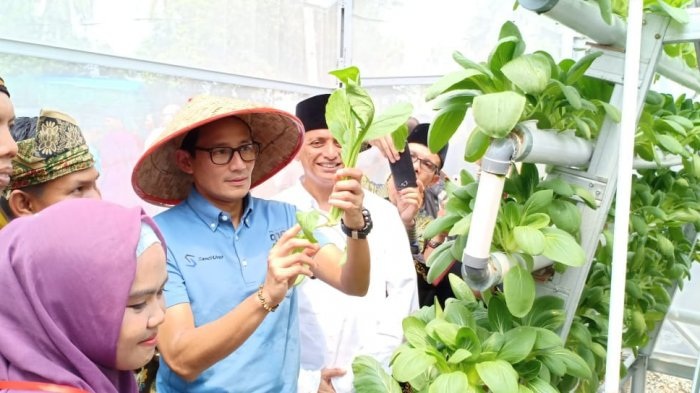 'Balik Kampung' ke Pekanbaru, Sandiaga Uno Panen Perdana Kebun Hidroponik Pemuri