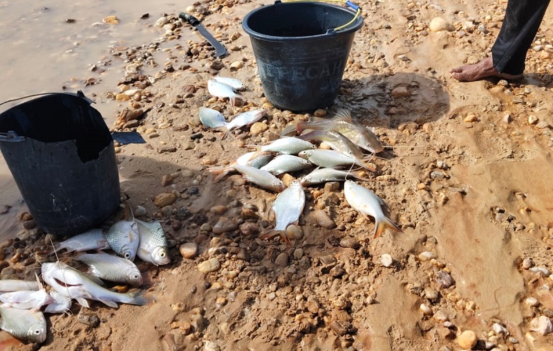 Ribuan Ikan Mati Pengapung di Sungai Singingi, Diduga Disebabkan Limbah PKS
