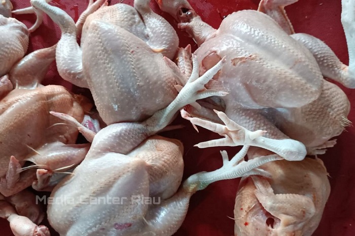 Ratusan Ayam Mati Mendadak, DPKH Riau Kirim Sampel ke BVET Bukittinggi