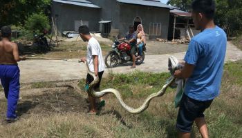 Warga Rancagong Banten Geger, Puluhan Ekor Ular Piton Muncul di Permukiman dan Serang Ternak