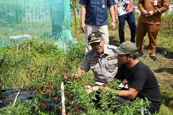 Dorong Stabilitas Cabe, Wabup Bagus Santoso Tinjau Potensi Pertanian di Bantan