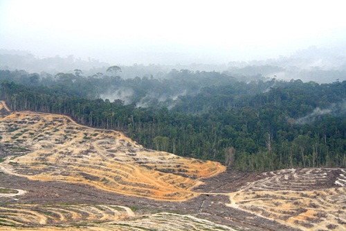 Izinnya Kawasan Hutan Tanaman Industri, Panca Eka Sulap Konsesinya  Jadi kebun Sawit