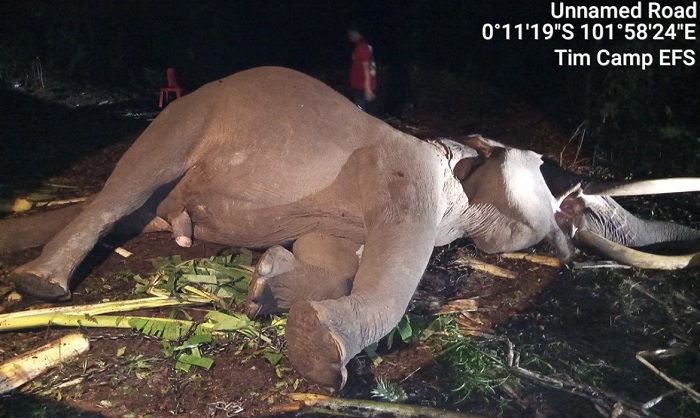 Diduga Nafsu Makan Turun Sebabkan  Gajah Jinak Indro Tewas di Camp Flying Squad TNTN