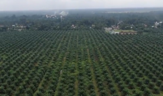 11.000 Kebun Sawit Rakyat di Riau Akan Direplanting, BPDPKS Alokasikan Rp330 Miliar