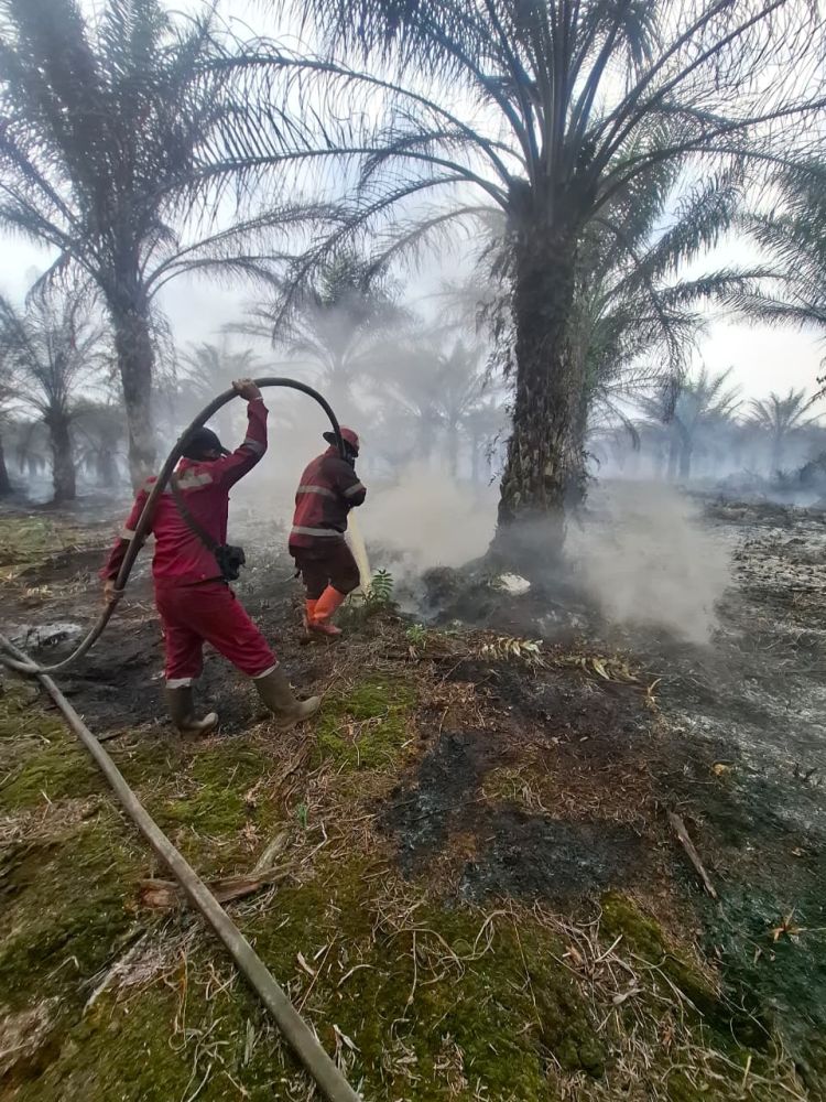 Karhutla Riau Tembus 1.041 Ha di Awal 2026, Pelalawan Jadi Wilayah Terluas