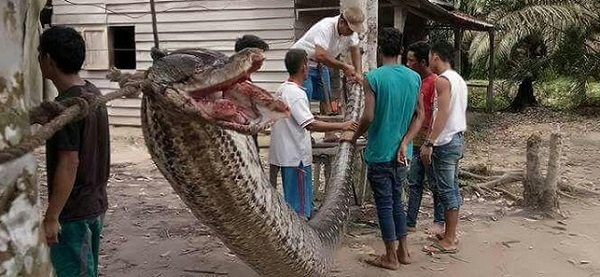 Tahu Nggak, Ular yang Menggigit Robert Nababan  di Batang Gangsal Umurnya Setua Ini...