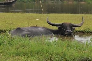 Tim Observasi DPKH Riau Cek Penyakit Sapi Ngorok di Rohul