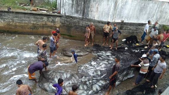 SUBHANALLAH...VIDEO Puluhan Nelayan Tapaktuan Aceh Selatan  Tarik Ratusan Ikan Tuna  Sangkut di Jaring 