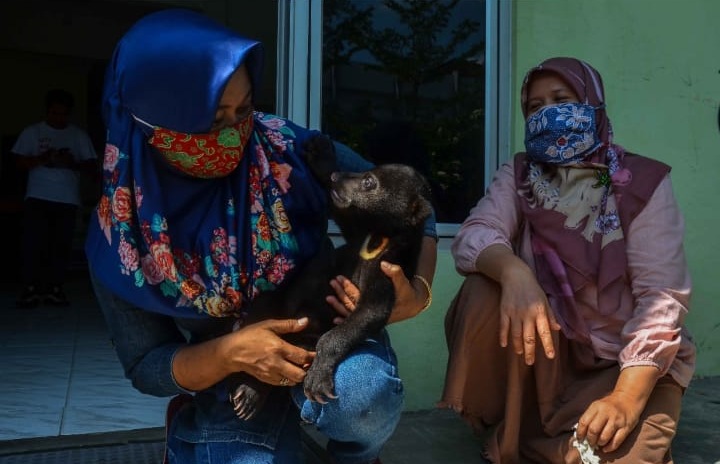 BBKSDA Riau Evakuasi Beruang Madu di Indragiri Hulu, Bagini Kondisinya