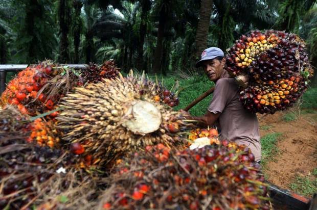 Alhamdulillah.. Harga Kelapa Sawit Riau Mitra Plasma Naik