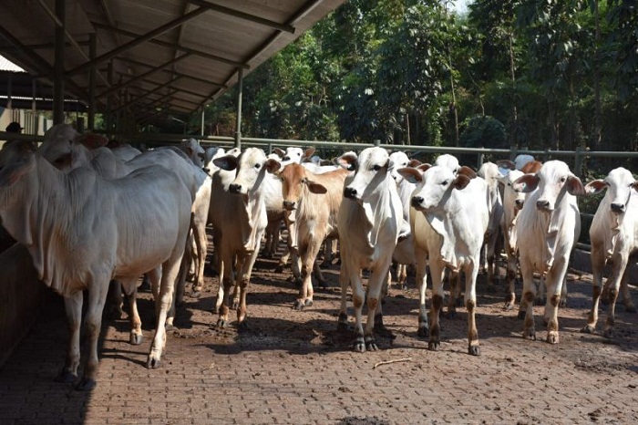 Kebutuhan Hewan Kurban di Pekanbaru Capai 11 Ribu Ekor