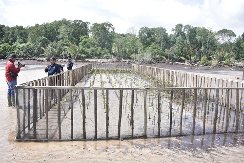 6 Kelompok Restorasi Mangrove Desa Teluk Pambang, Berhasil Bibitkan Mangrove Dengan Metode Patok Rumpun