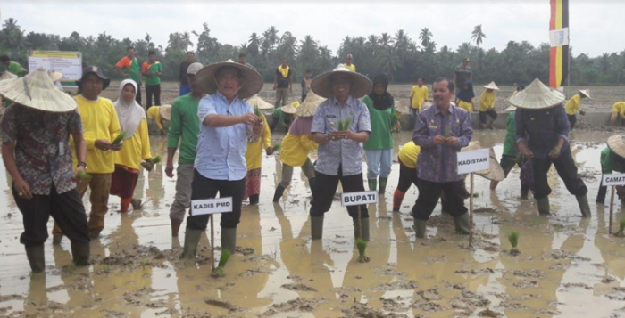 Bupati Mursini Tanam Padi Perdana di Desa Tanjung Simandolak