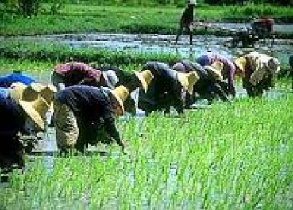 Mantap...Petani Kuantan Mudik Dapat Bantuan Pusat Hingga Rp 1 Miliar
